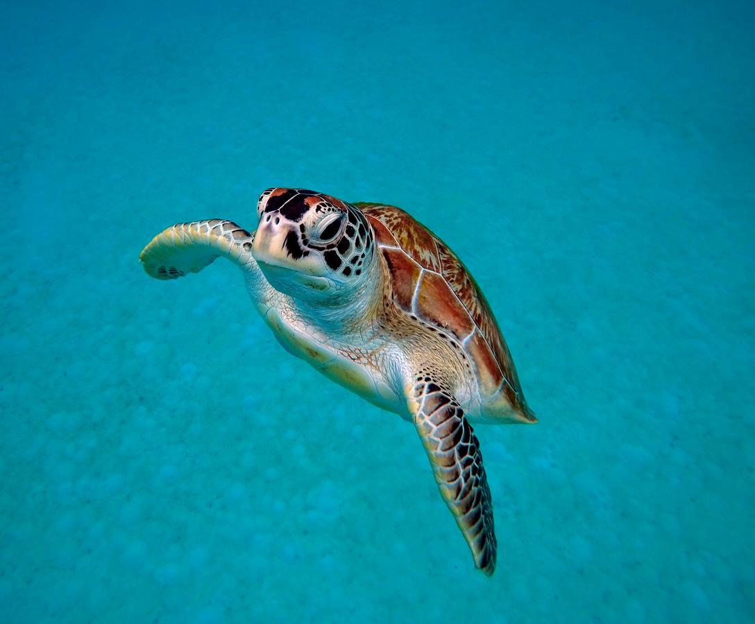 Seahorse Diver Guesthouse Kampong Pasir Panjang  Ngoại thất bức ảnh